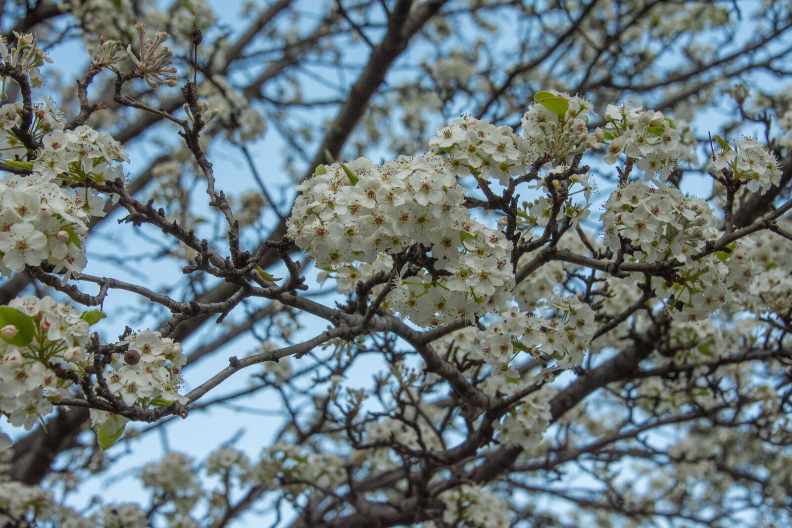 Nikon D7200 + Tamron 18-270mm F3.5-6.3 Di II VC PZD sample photo. Spring, tree, blossom photography