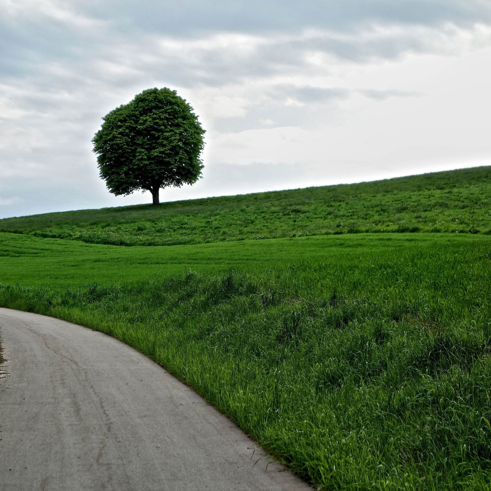 Sony Cyber-shot DSC-RX100 sample photo. Tree, away, meadow photography
