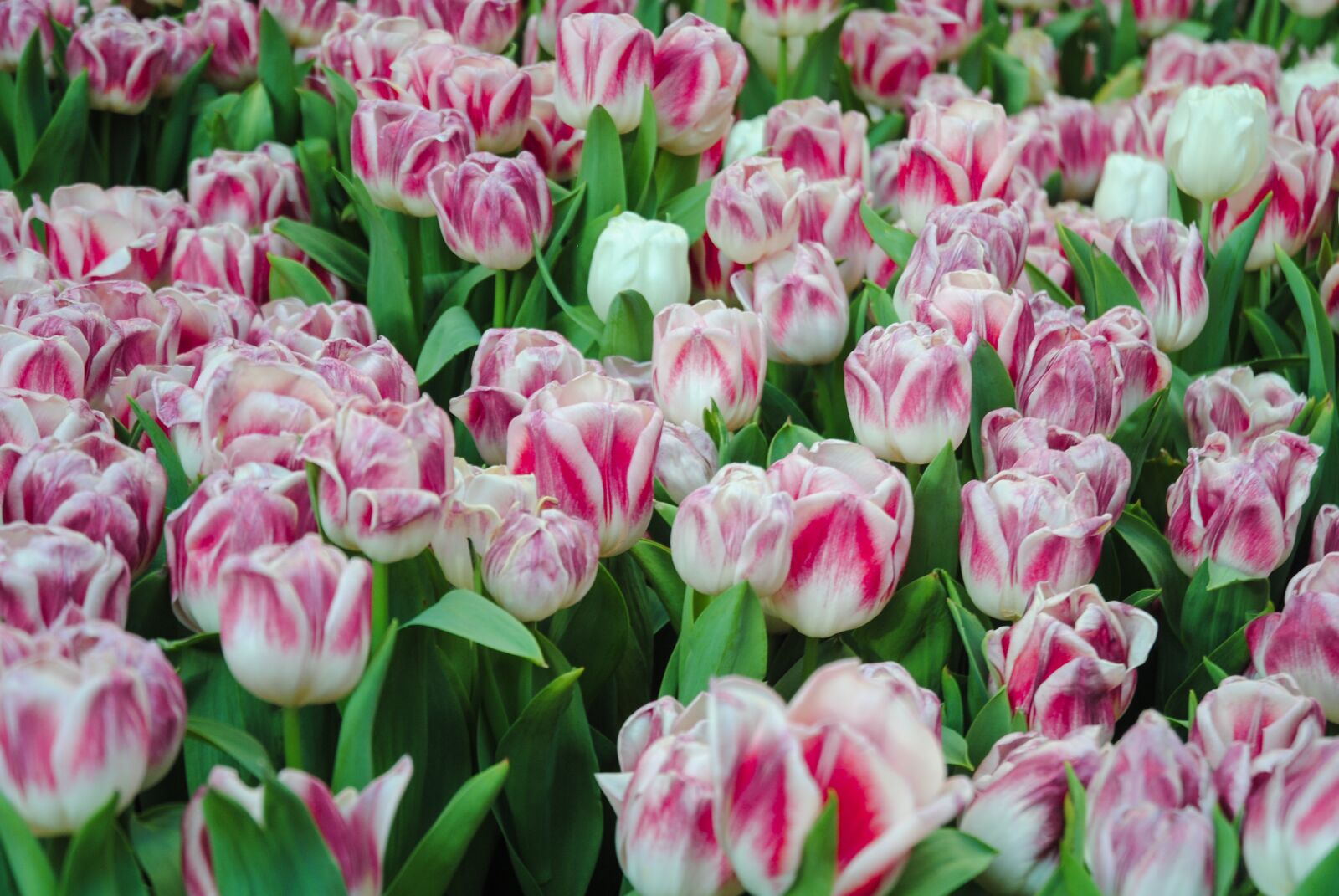 Nikon D3000 sample photo. Tulip, flower, plant photography