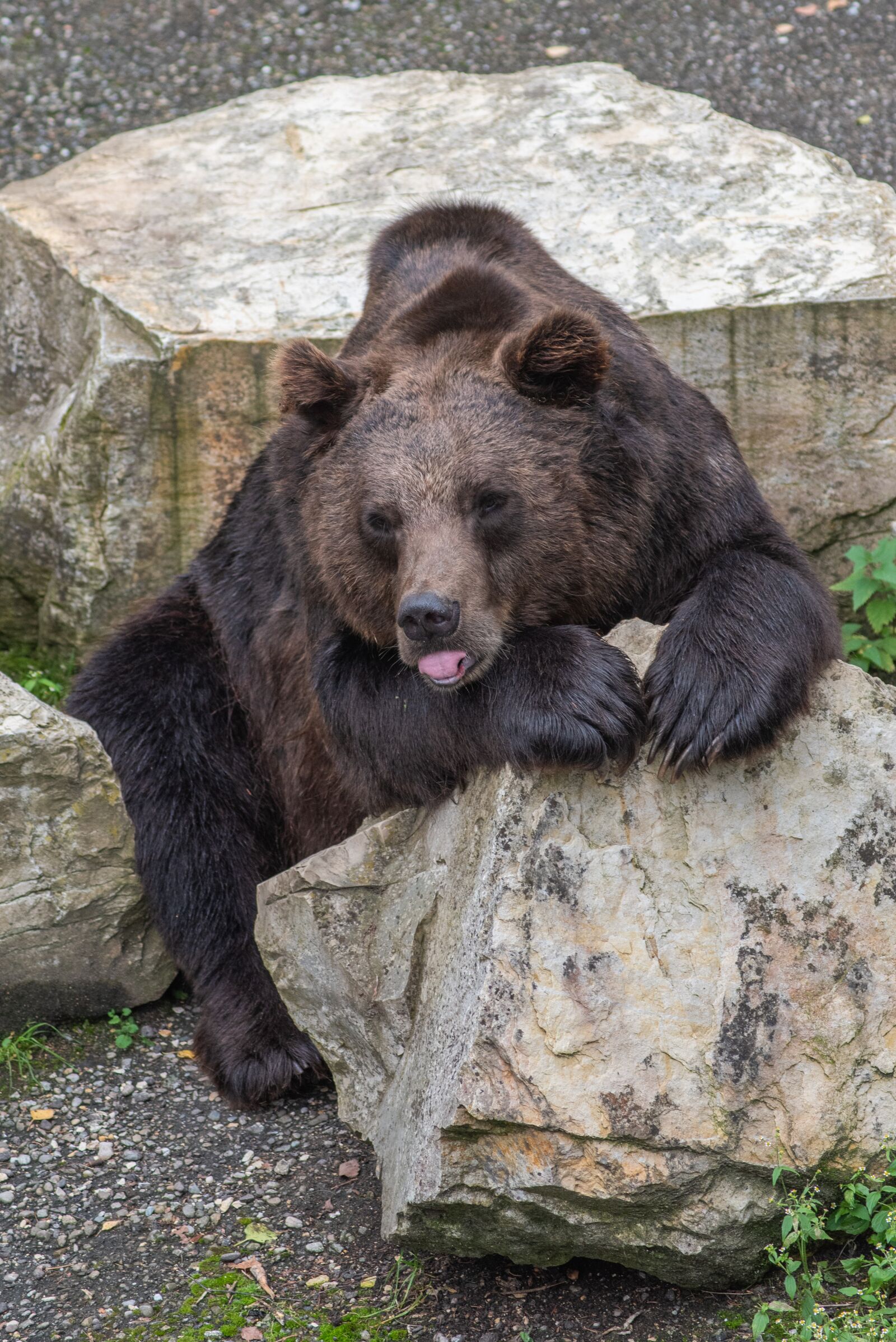 Nikon D750 sample photo. Bear, animal, dangerous photography