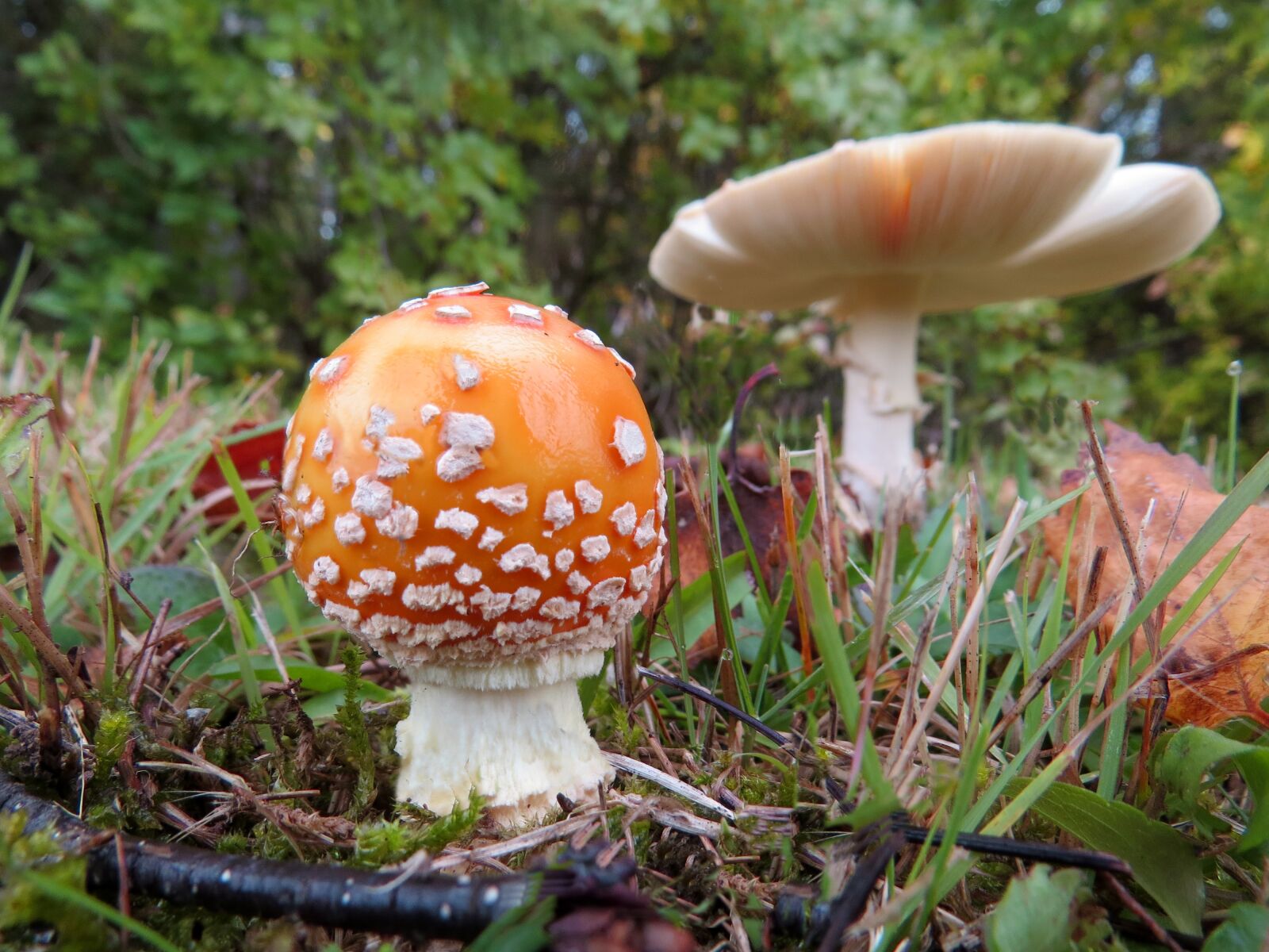 Canon PowerShot SX50 HS sample photo. Amanita mushroom, fungus, forest photography
