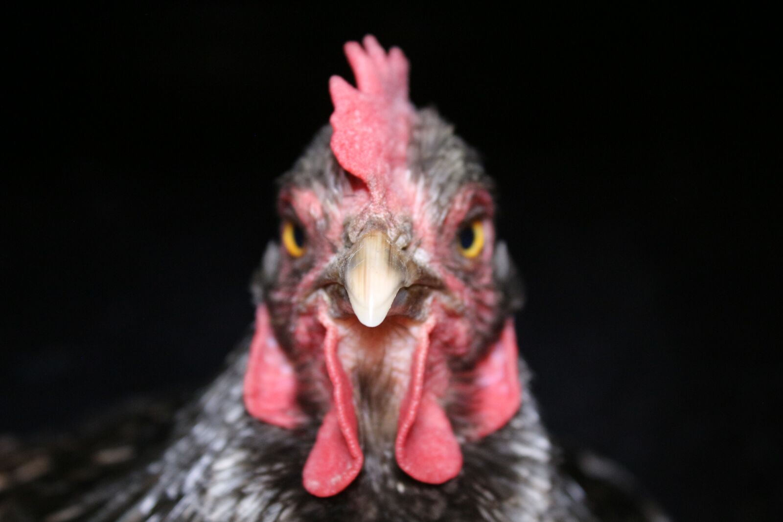 Canon EOS 700D (EOS Rebel T5i / EOS Kiss X7i) sample photo. Chicken, hen, bill photography