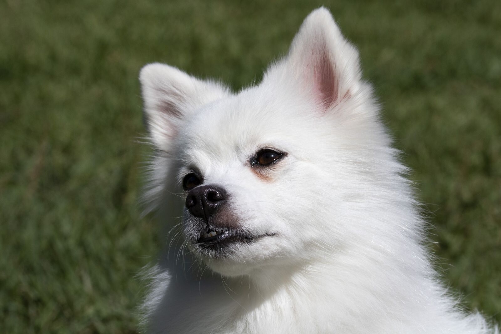 Canon EOS 750D (EOS Rebel T6i / EOS Kiss X8i) sample photo. Spitz, canine companion, pets photography