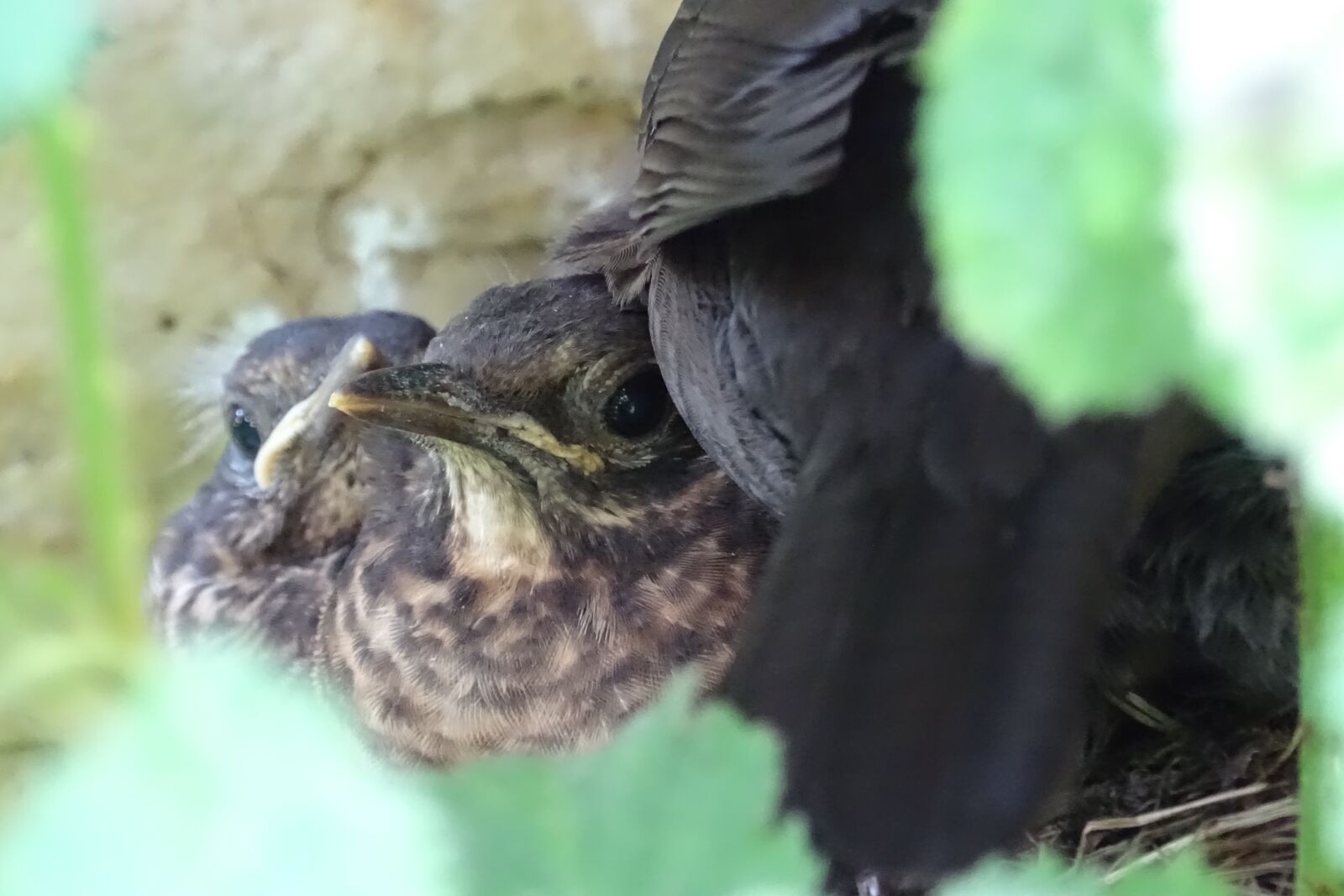 Sony Cyber-shot DSC-HX400V sample photo. Blackbird young, nest, bird's photography
