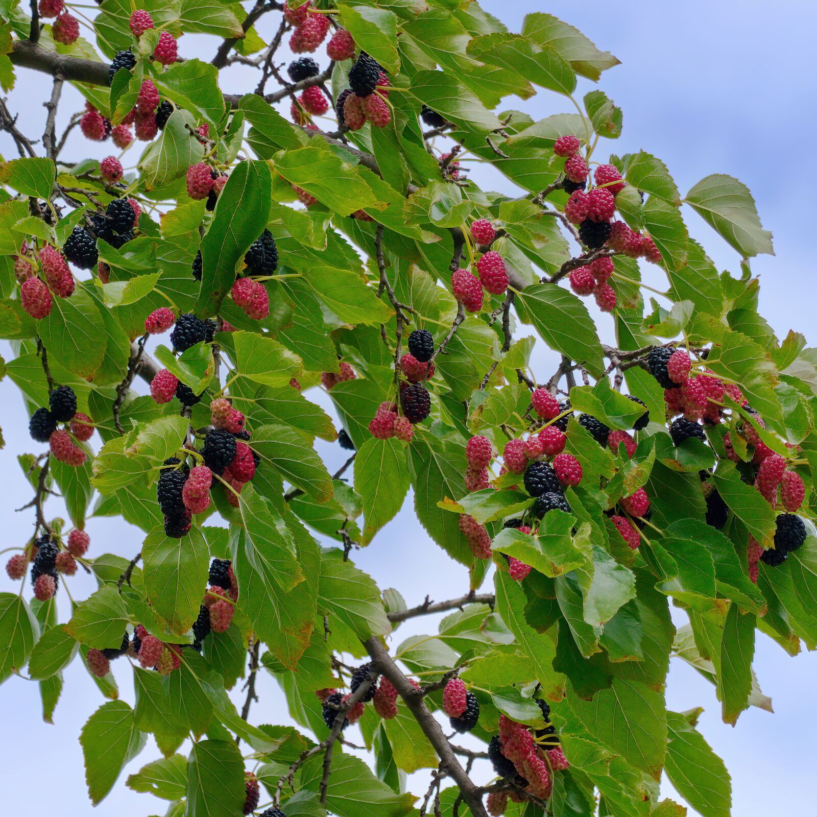 Nikon D5300 sample photo. More specifically, fruits, red photography