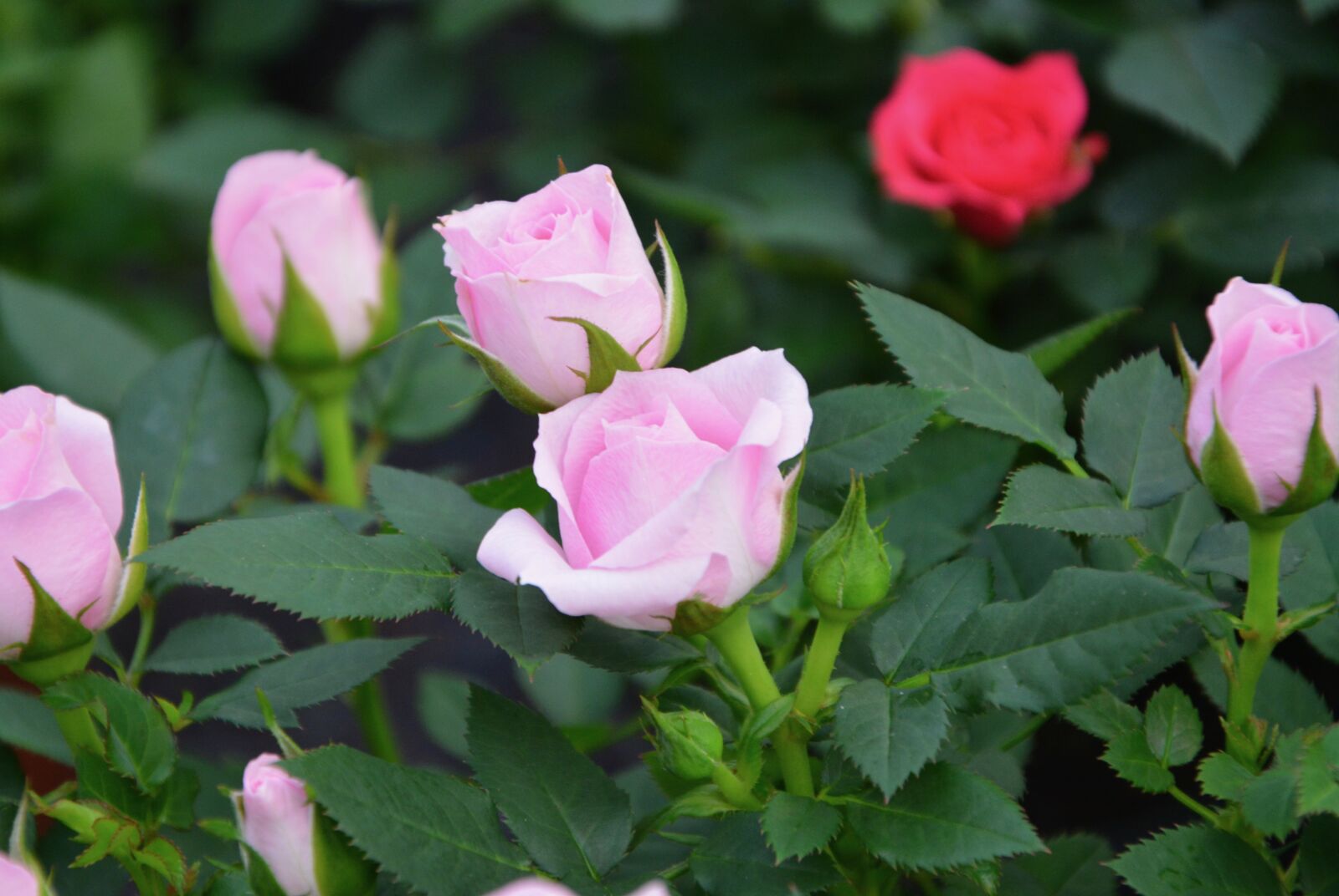 Nikon D5200 sample photo. Pink, garden, flower photography