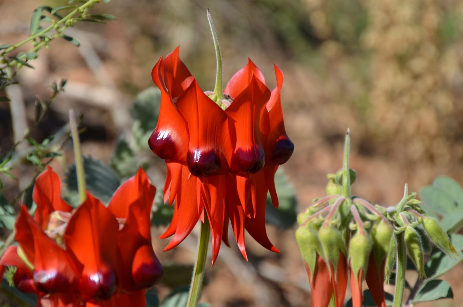 Nikon D5100 sample photo. Sturt's desert pea, desert photography