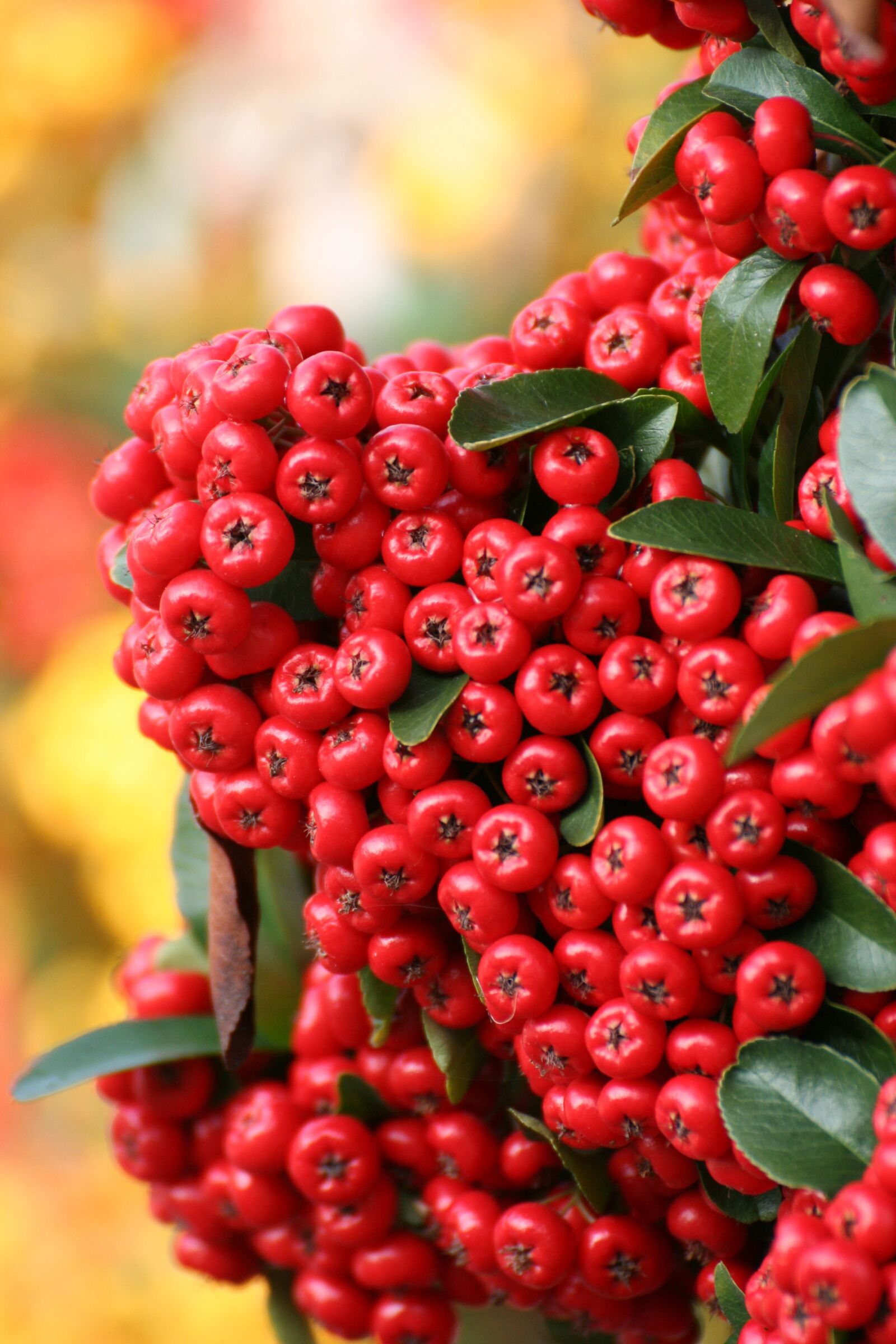 Canon EOS 350D (EOS Digital Rebel XT / EOS Kiss Digital N) sample photo. Firethorn, bush, berries photography