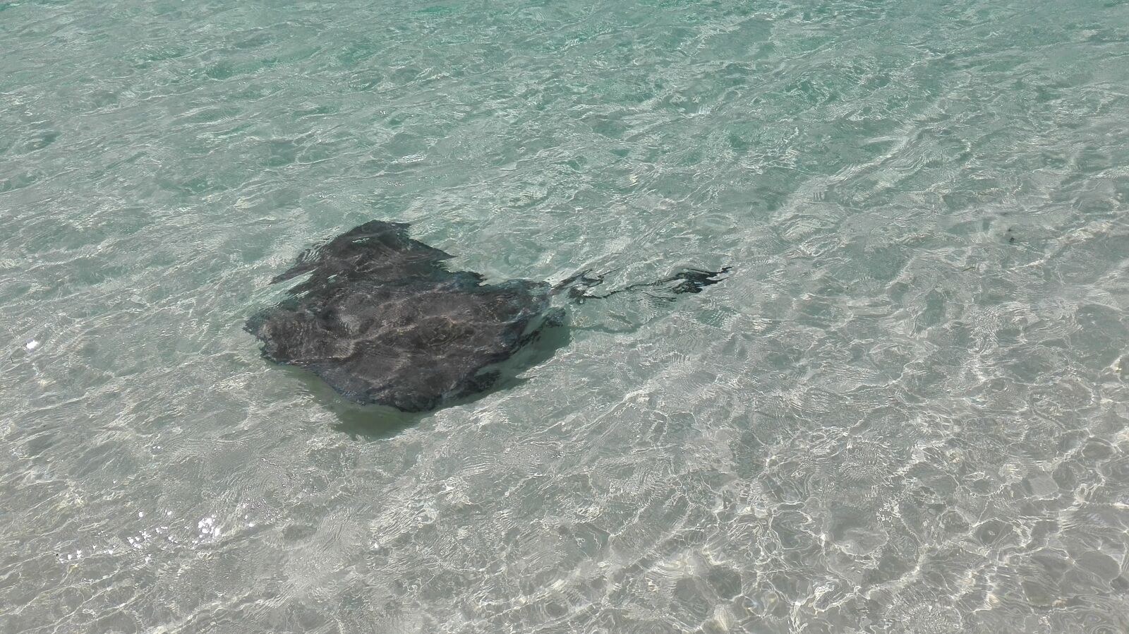 HUAWEI P8 Lite sample photo. Stingray, sea, nature photography