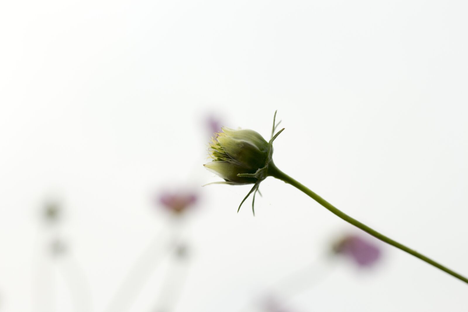 Canon EOS 700D (EOS Rebel T5i / EOS Kiss X7i) sample photo. Flowers, sky, autumn photography