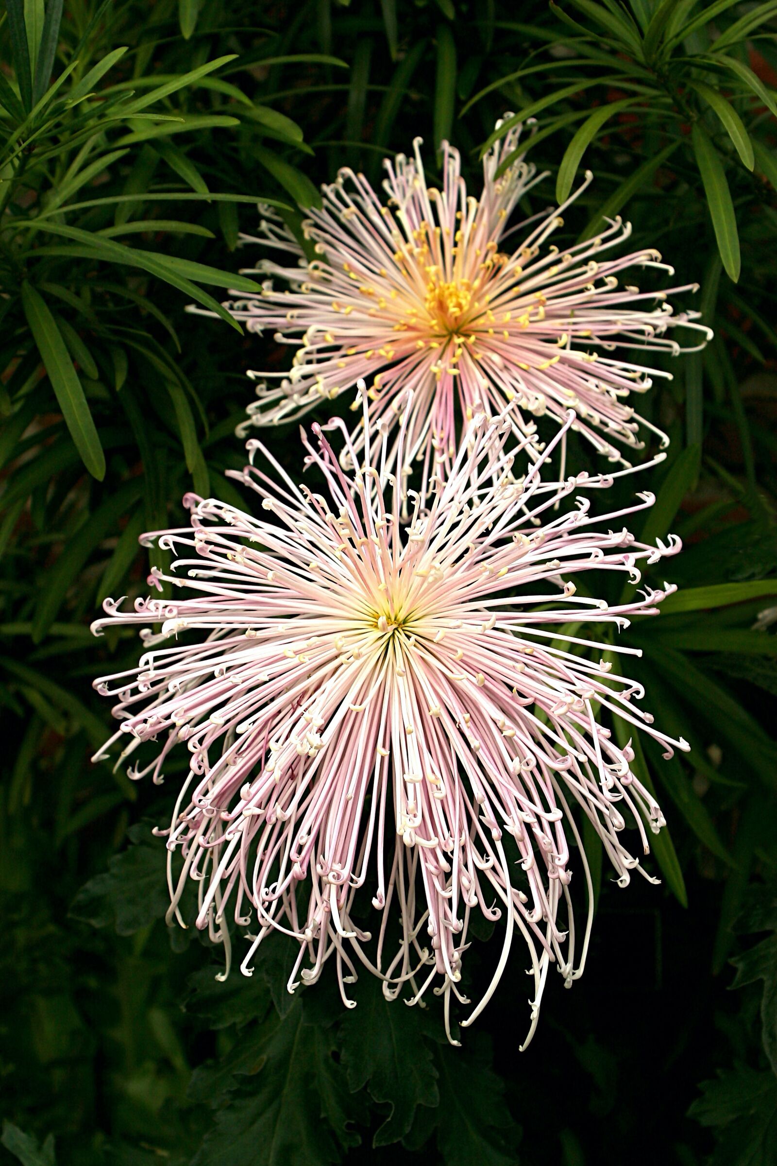 Canon EOS 20D sample photo. Mums, blooms, flowers photography