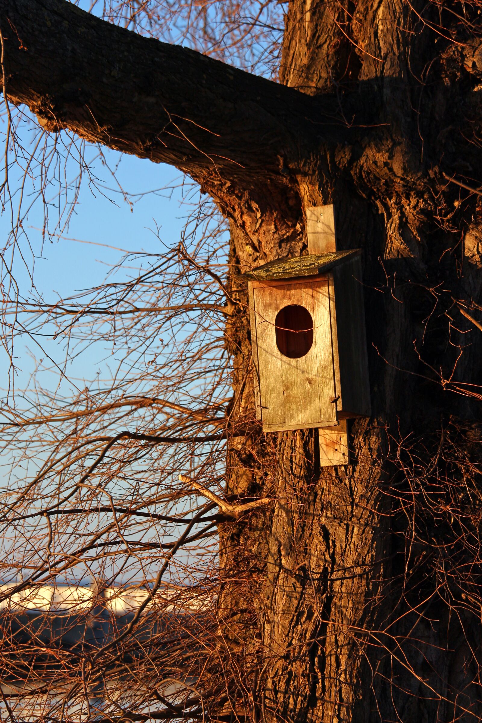 Canon EOS 700D (EOS Rebel T5i / EOS Kiss X7i) sample photo. Bird's nest, log, nest photography