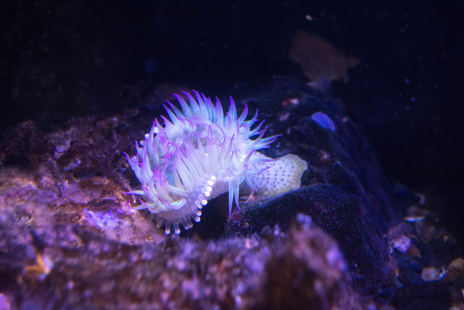 Nikon D5200 sample photo