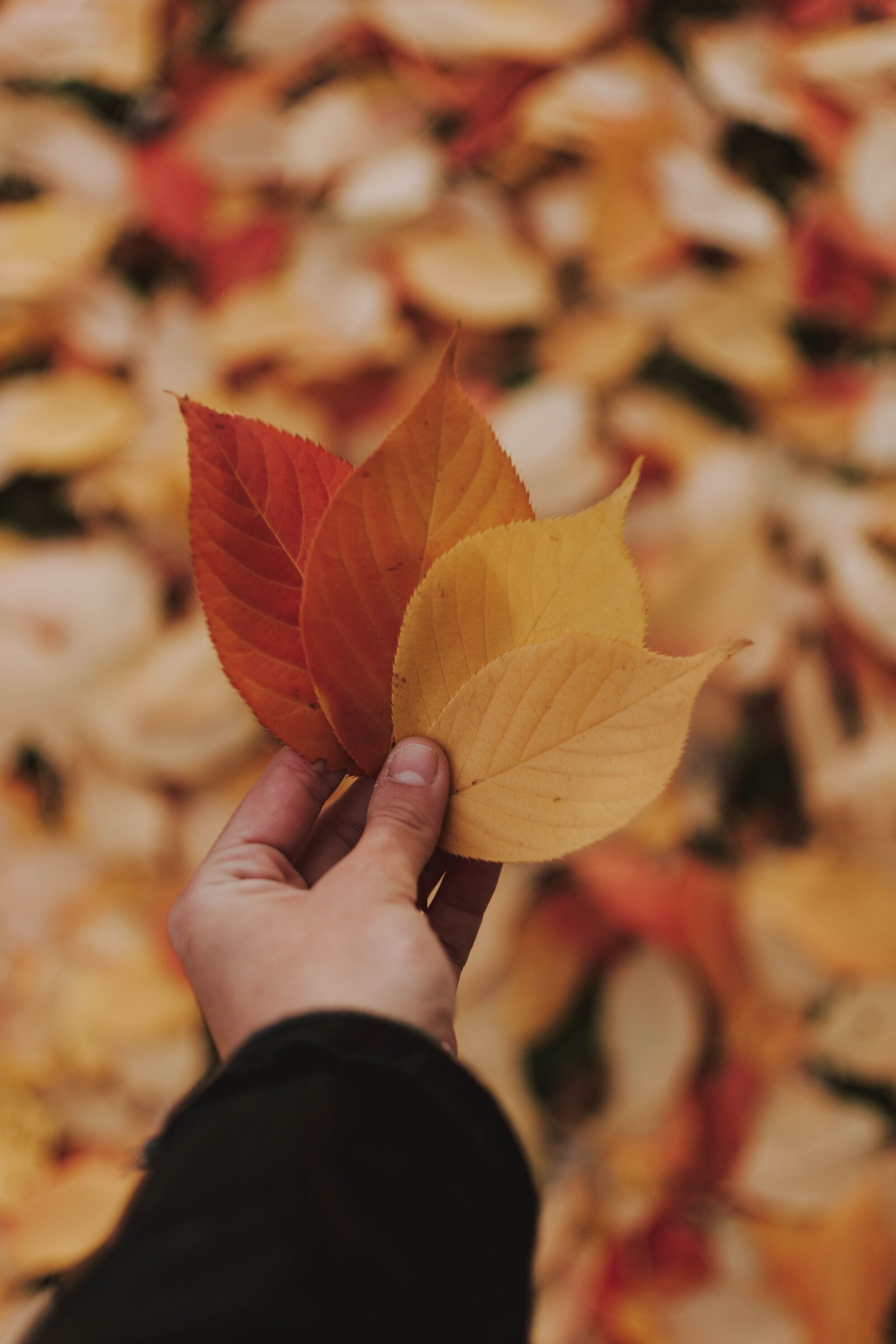 Nikon D5200 sample photo. Autumn, leaves, color photography