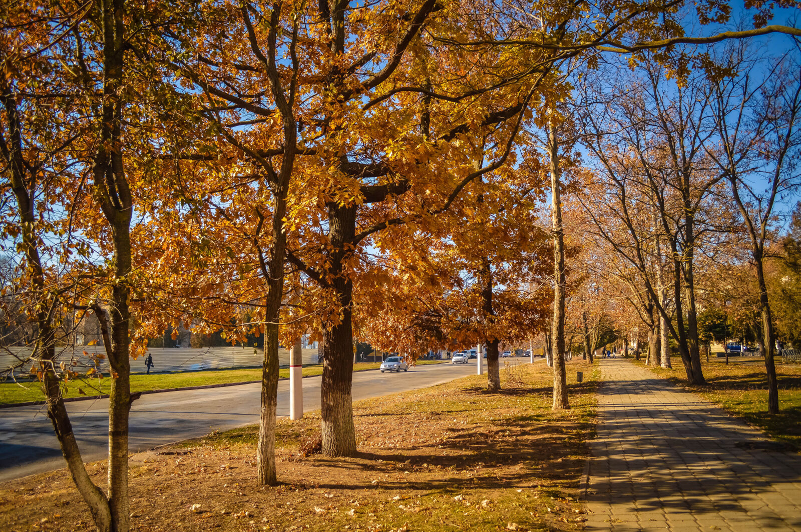 Nikon D3200 sample photo. Autumn, autumn, leaves, leaves photography