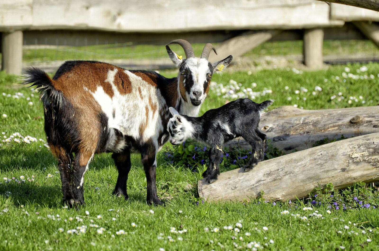 Nikon D7000 sample photo. Animal, goat, young animal photography