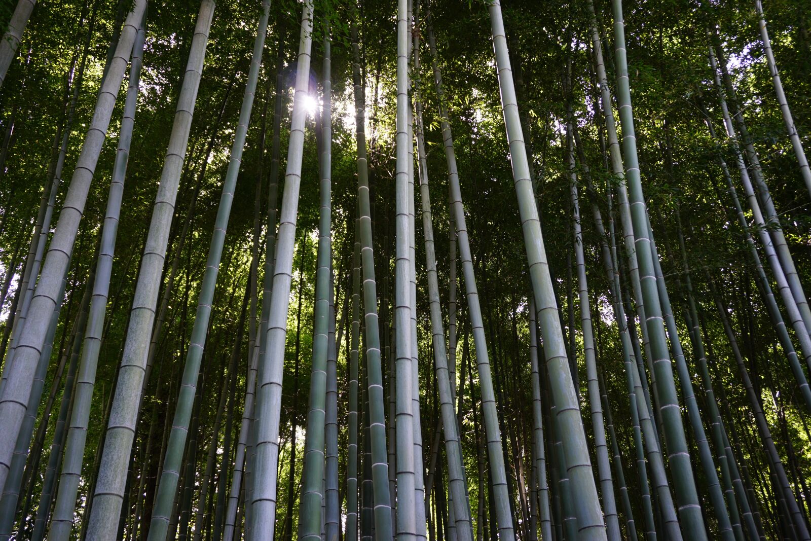Sony E 16-50mm F3.5-5.6 PZ OSS sample photo. Bamboo, bamboo forest, japan photography