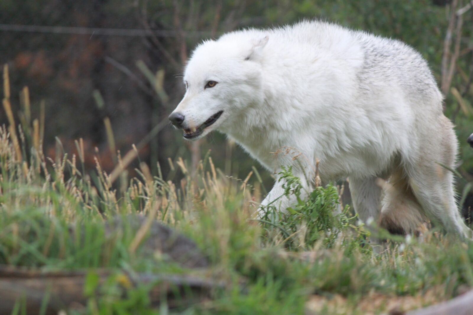 Canon EOS 500D (EOS Rebel T1i / EOS Kiss X3) sample photo. Wolf, wolves, yellowstone national photography