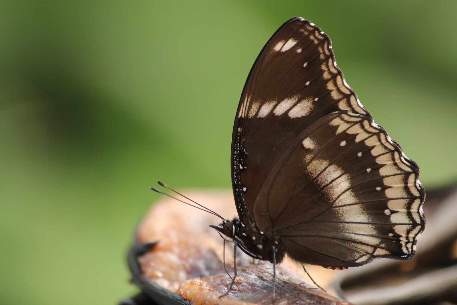 Canon EF-S 55-250mm F4-5.6 IS II sample photo. Butterfly, insect, black photography