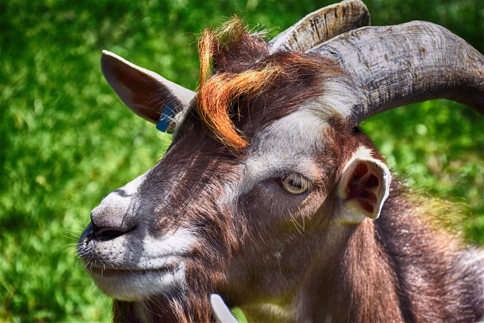 Nikon D7200 sample photo. Billy goat, livestock, goat photography