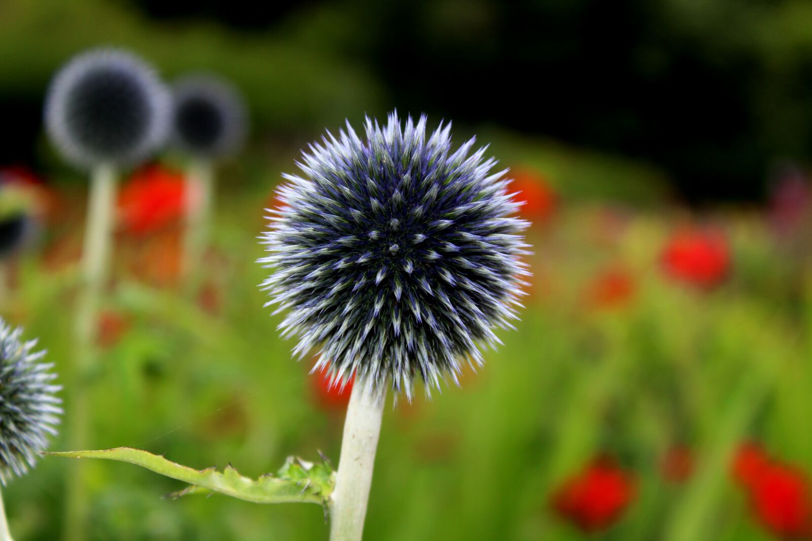 Canon EOS 1300D (EOS Rebel T6 / EOS Kiss X80) sample photo. Globe thistle, thistle, flower photography