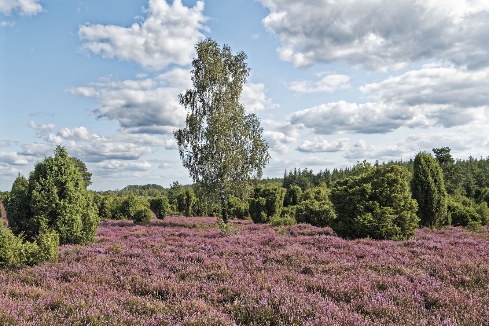 Nikon D500 sample photo. Germany, wacholderheide, eller village photography
