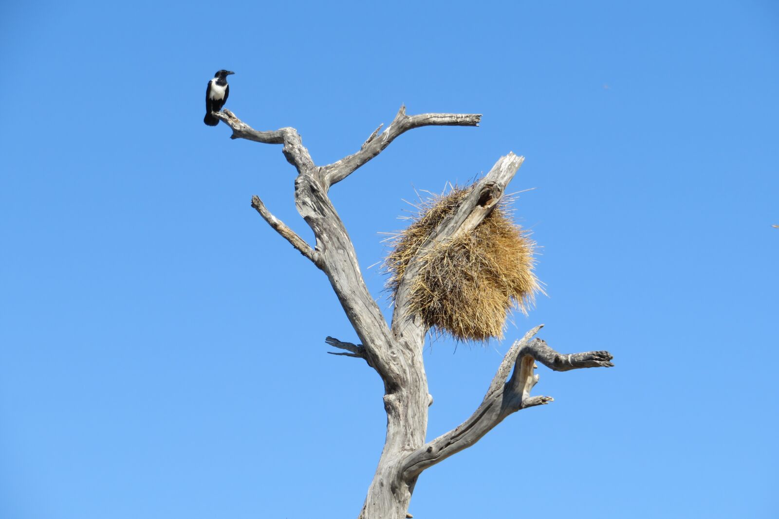 Canon PowerShot SX720 HS sample photo. Nest, africa, walk photography
