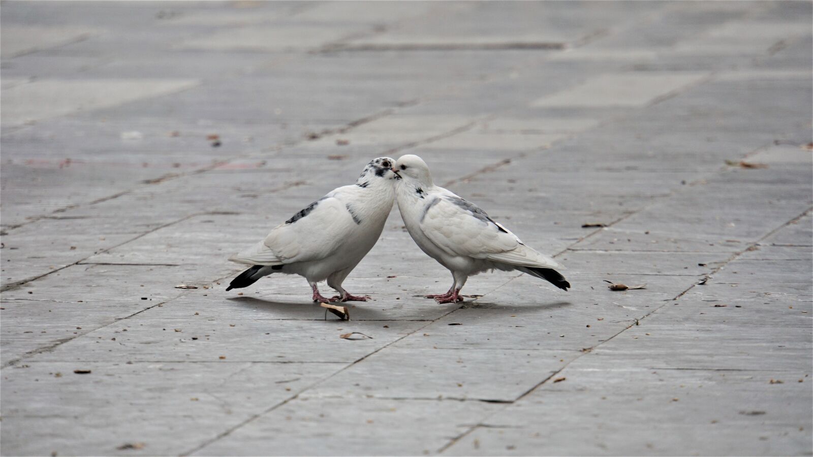 Sony E 18-200mm F3.5-6.3 OSS LE sample photo. Kiss, lovers, lovebirds photography