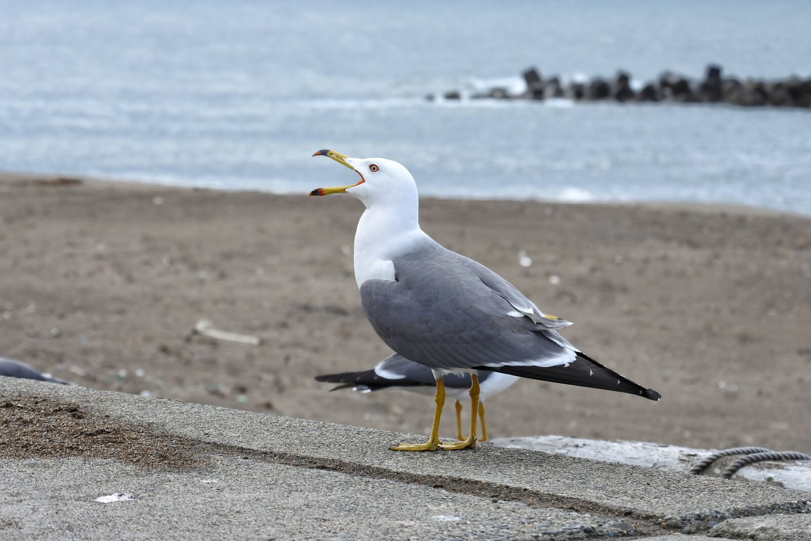 Nikon 1 Nikkor VR 30-110mm F3.8-5.6 sample photo. Animal, sea, beach photography