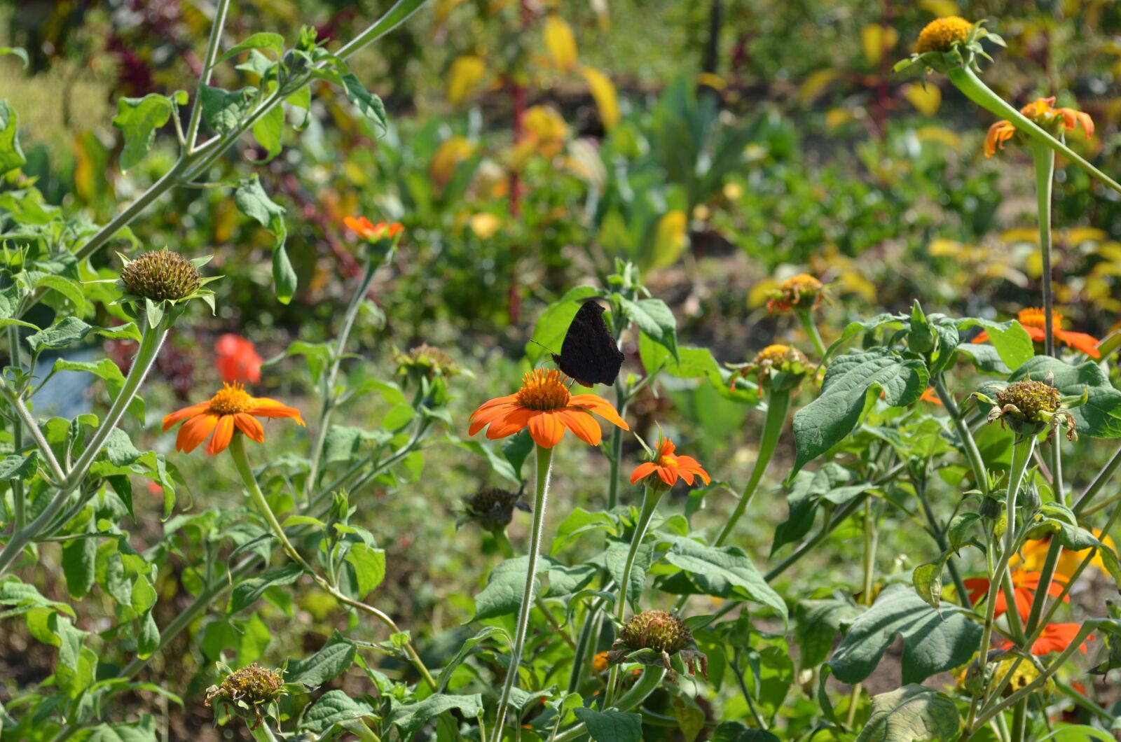 Nikon D5100 sample photo. Flowers, tithonie, close up photography