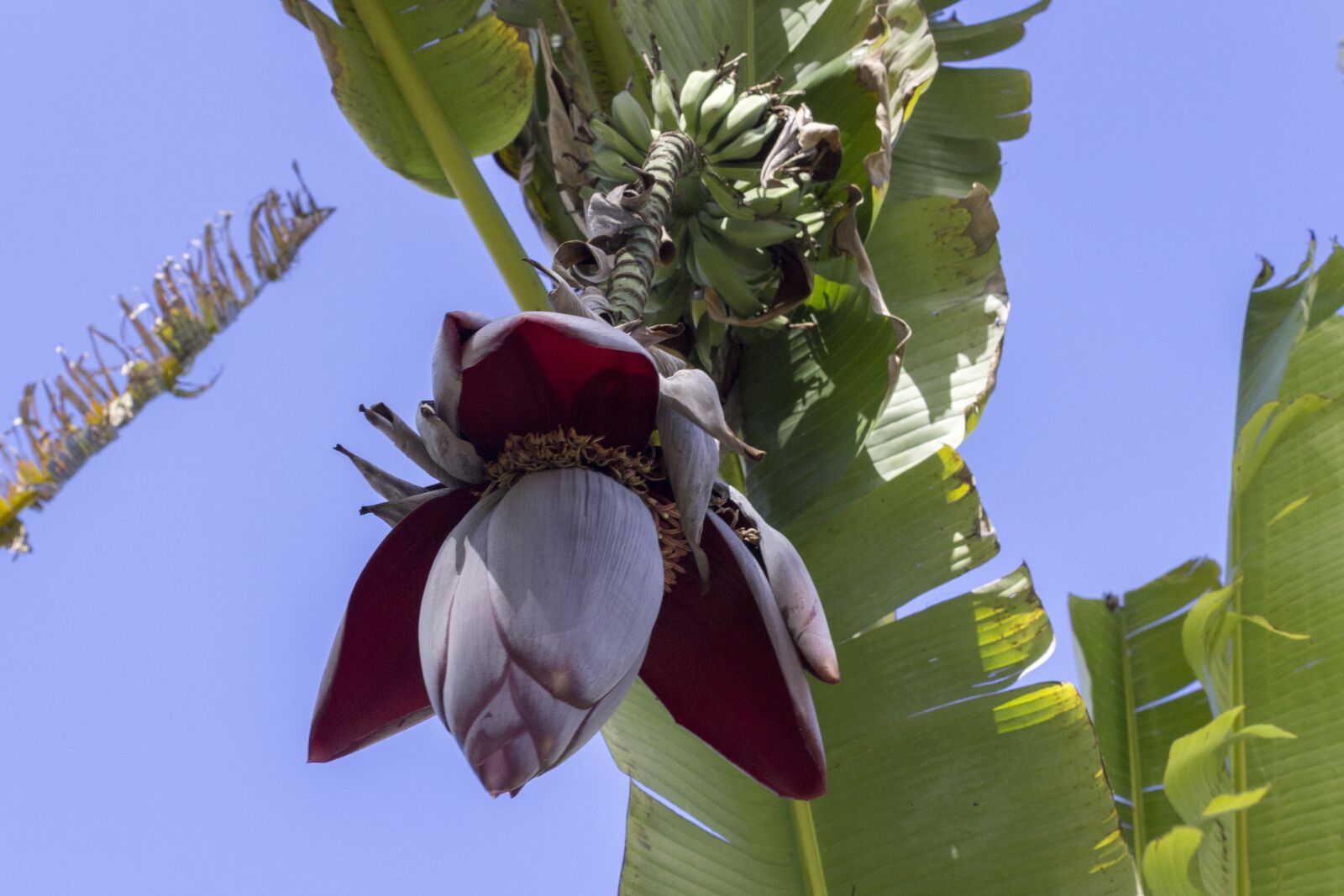 Canon EOS 600D (Rebel EOS T3i / EOS Kiss X5) sample photo. Banana tree, banana flower photography