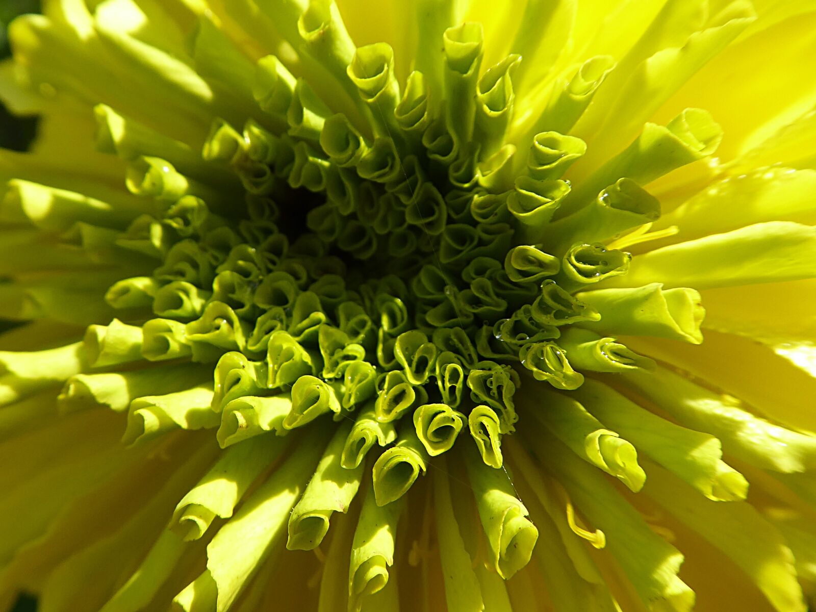 Panasonic Lumix DMC-ZS50 (Lumix DMC-TZ70) sample photo. Flower, rose of india photography