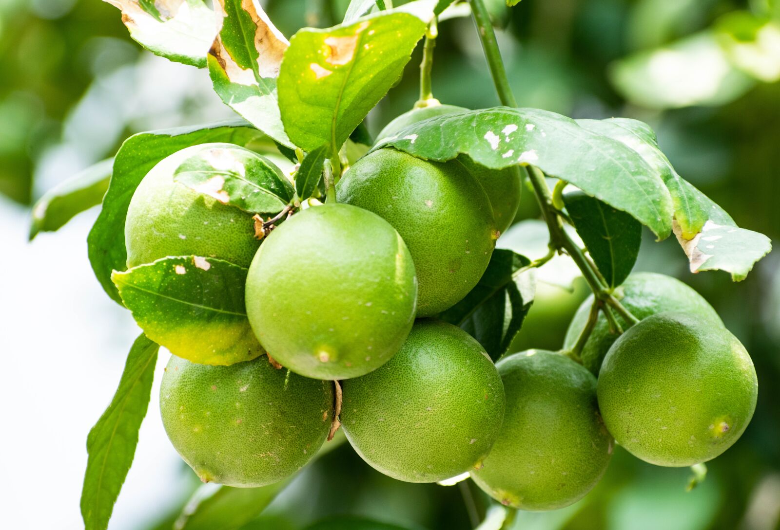 Nikon D3300 sample photo. Lemon, unripe, lime photography