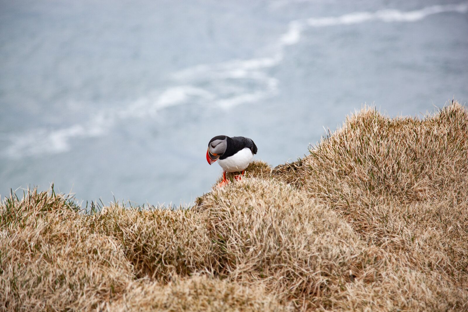 Canon EOS 5D Mark II sample photo. Puffin, cliff, animal photography