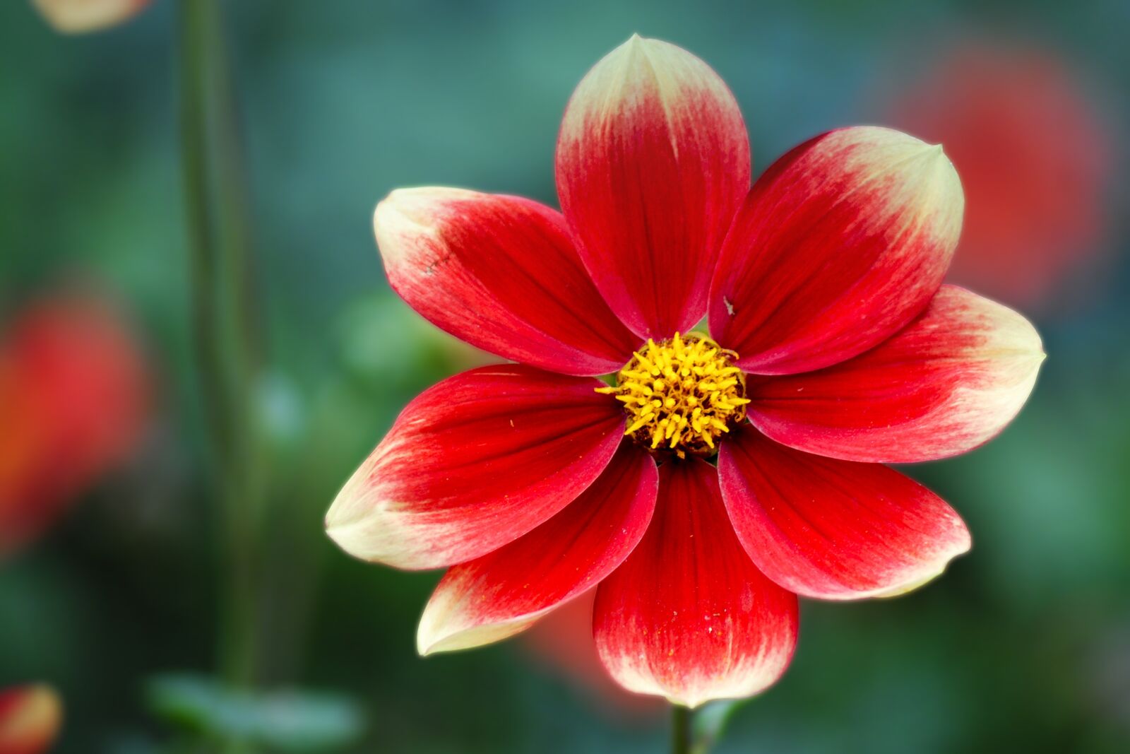 Nikon D3000 sample photo. Dahlia, red yellow, autumn photography