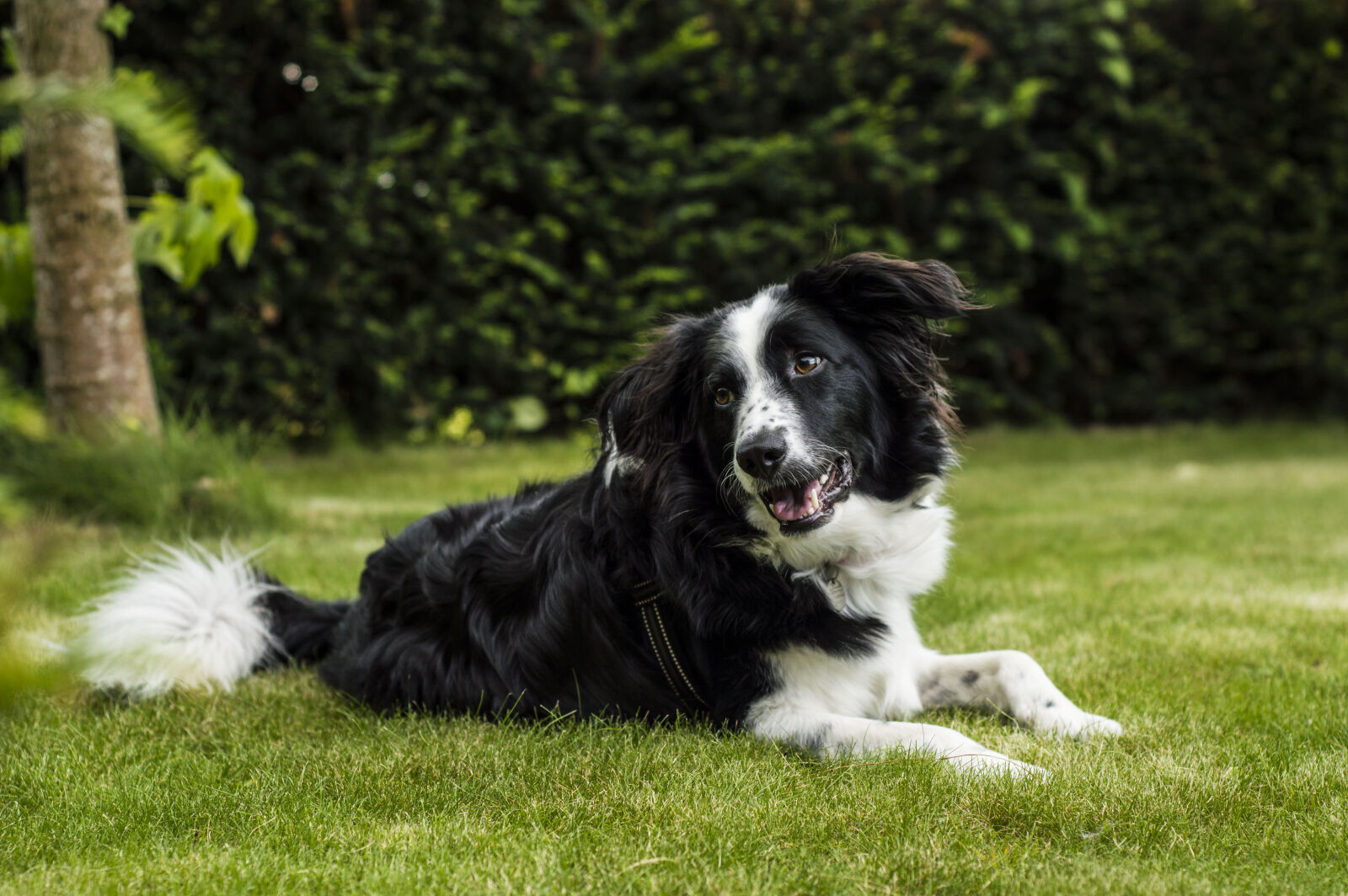 Nikon AF Nikkor 50mm F1.8D sample photo. Dog, lying, down, outside photography