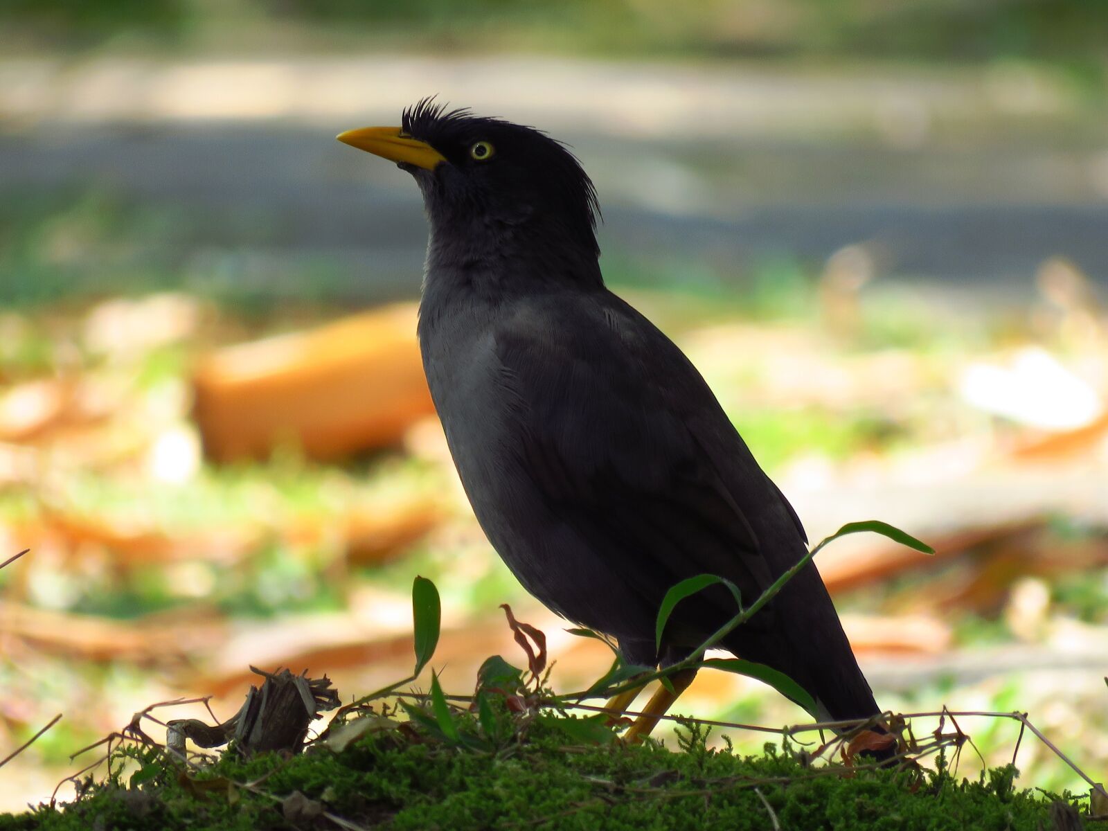 Canon PowerShot SX60 HS sample photo. Minah, bird, close up photography