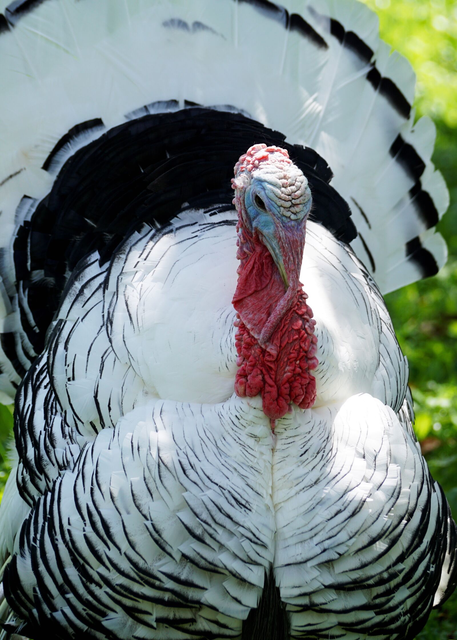 Sony DT 55-300mm F4.5-5.6 SAM sample photo. Turkey, bird, animal world photography
