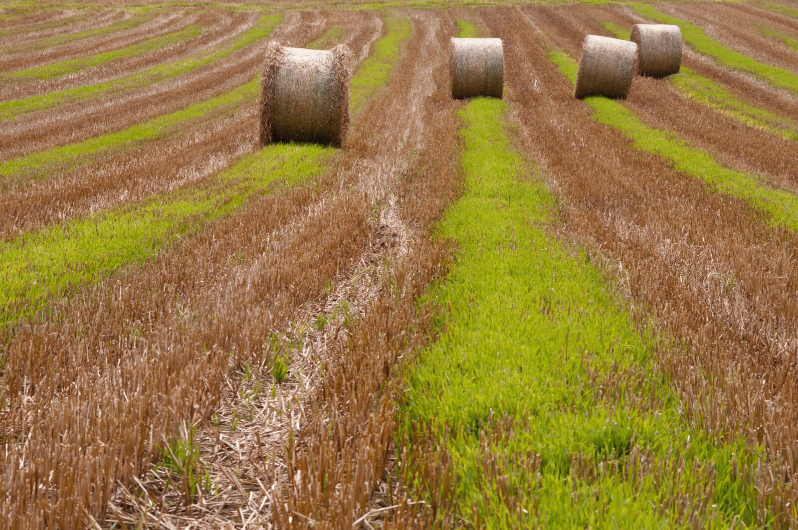 Nikon D300S sample photo. Straw bales, round bales photography