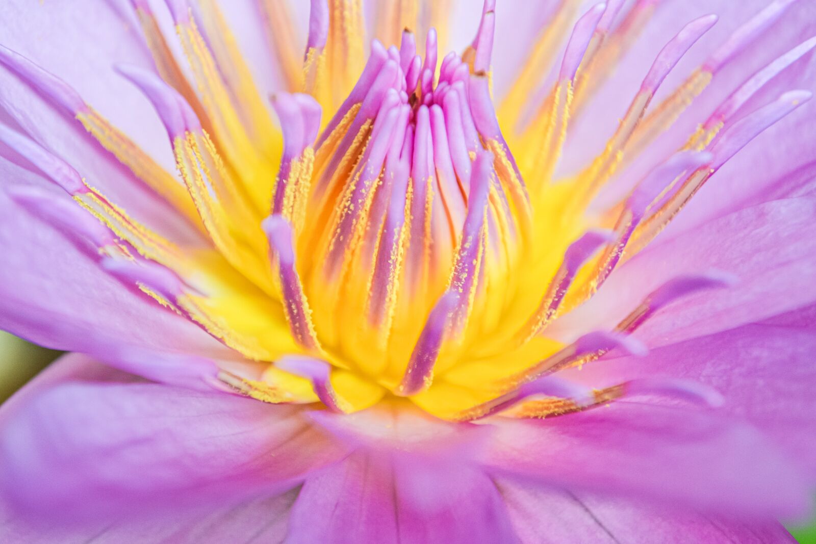 Nikon D3100 sample photo. Aquatic, background, beautiful photography
