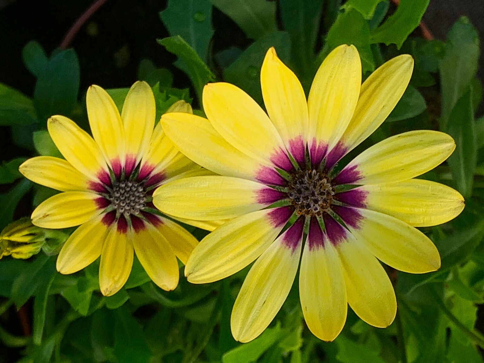 Apple iPhone XR sample photo. Petals, yellow, margaret photography