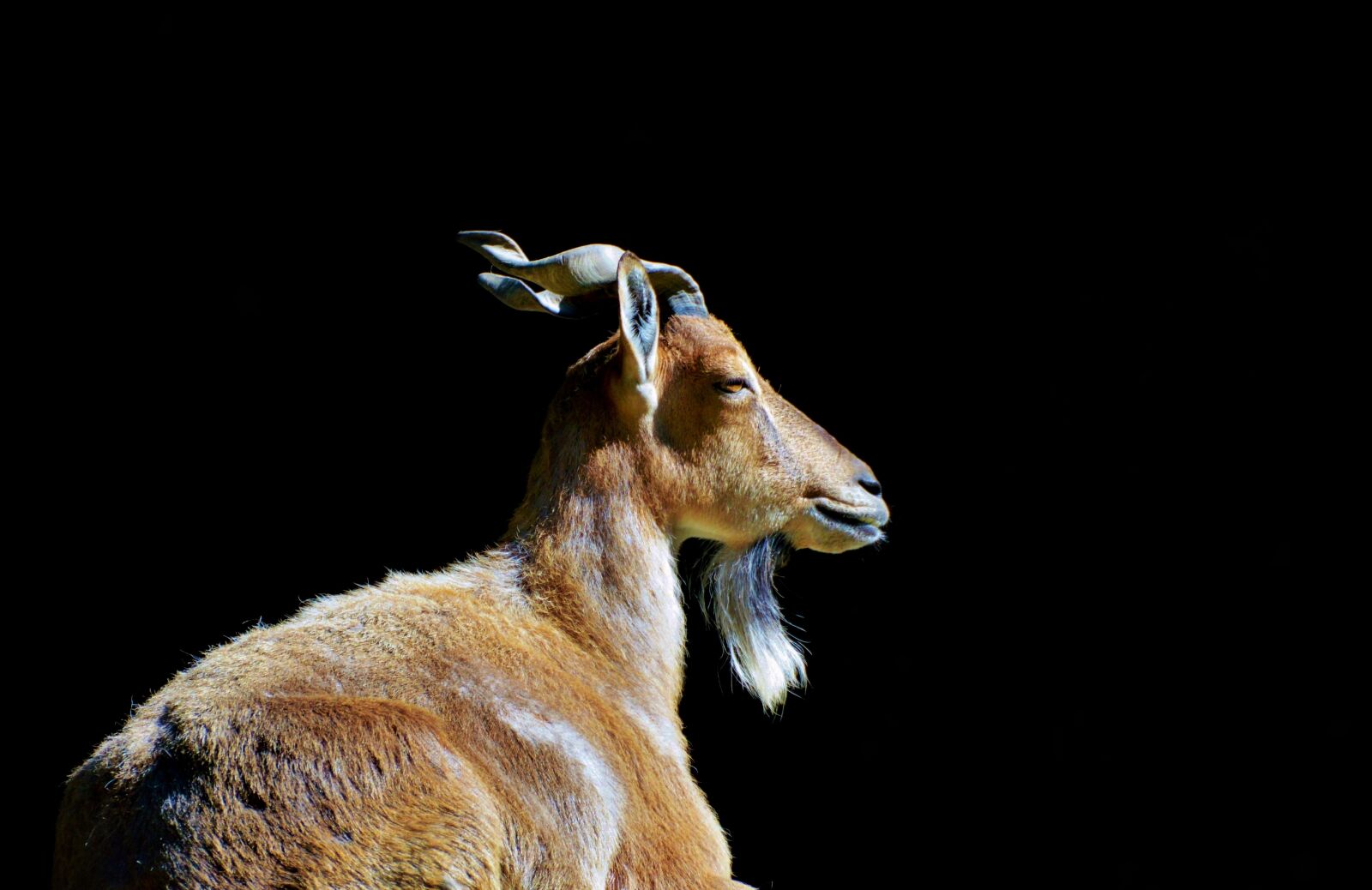 Nikon D3200 sample photo. Markhor, screw a goat photography