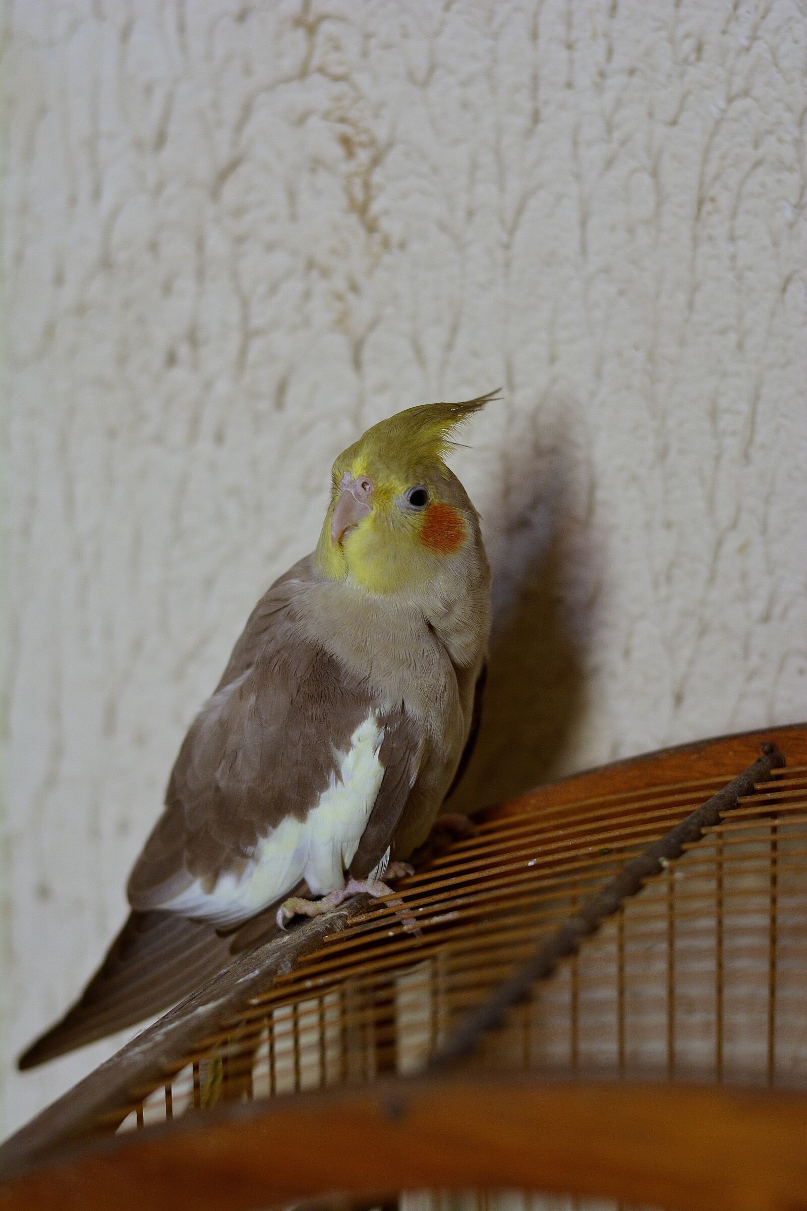 Nikon D5200 sample photo