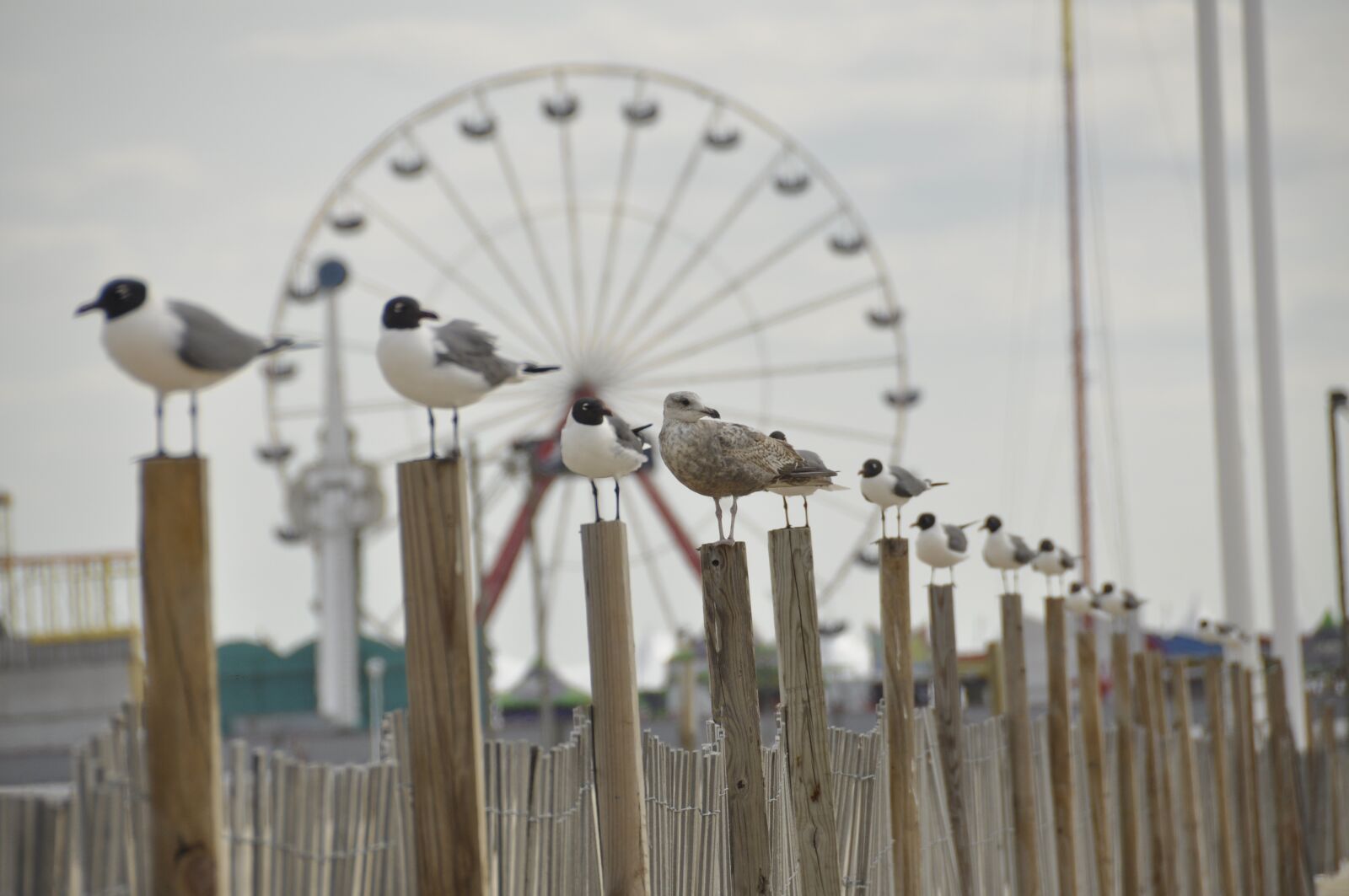 Nikon D90 sample photo. Seagulls, oceancity, boardwalk photography