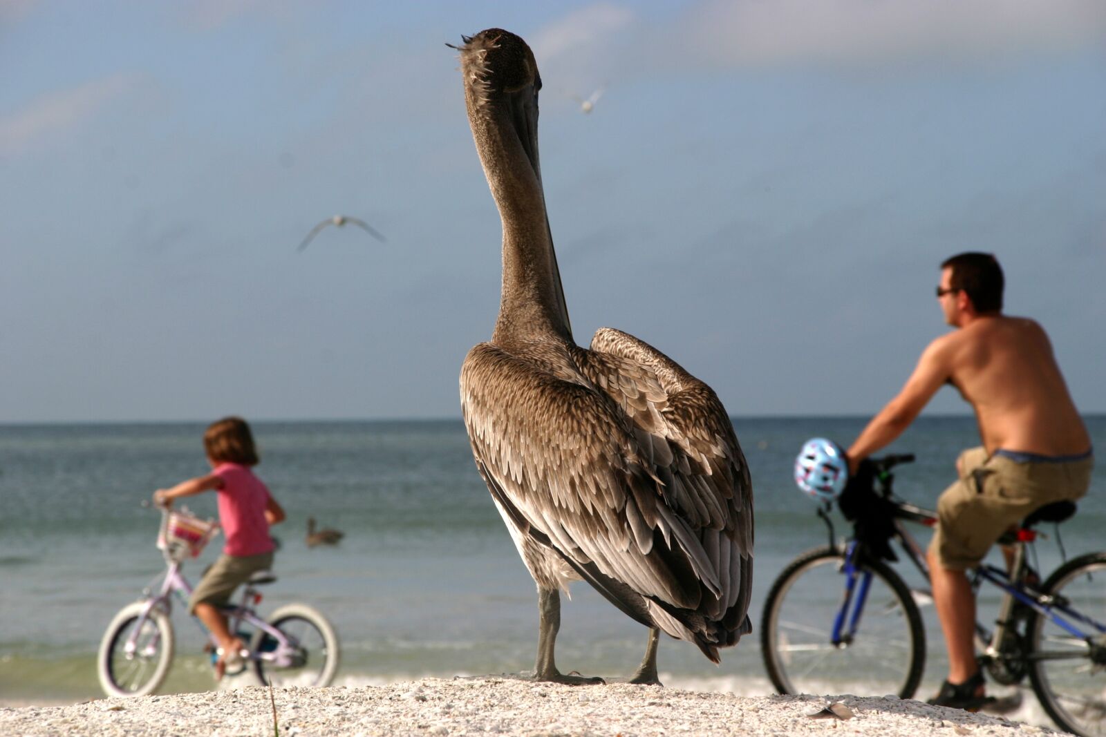 Canon EOS 10D sample photo. Pelicans, sea, outlook photography