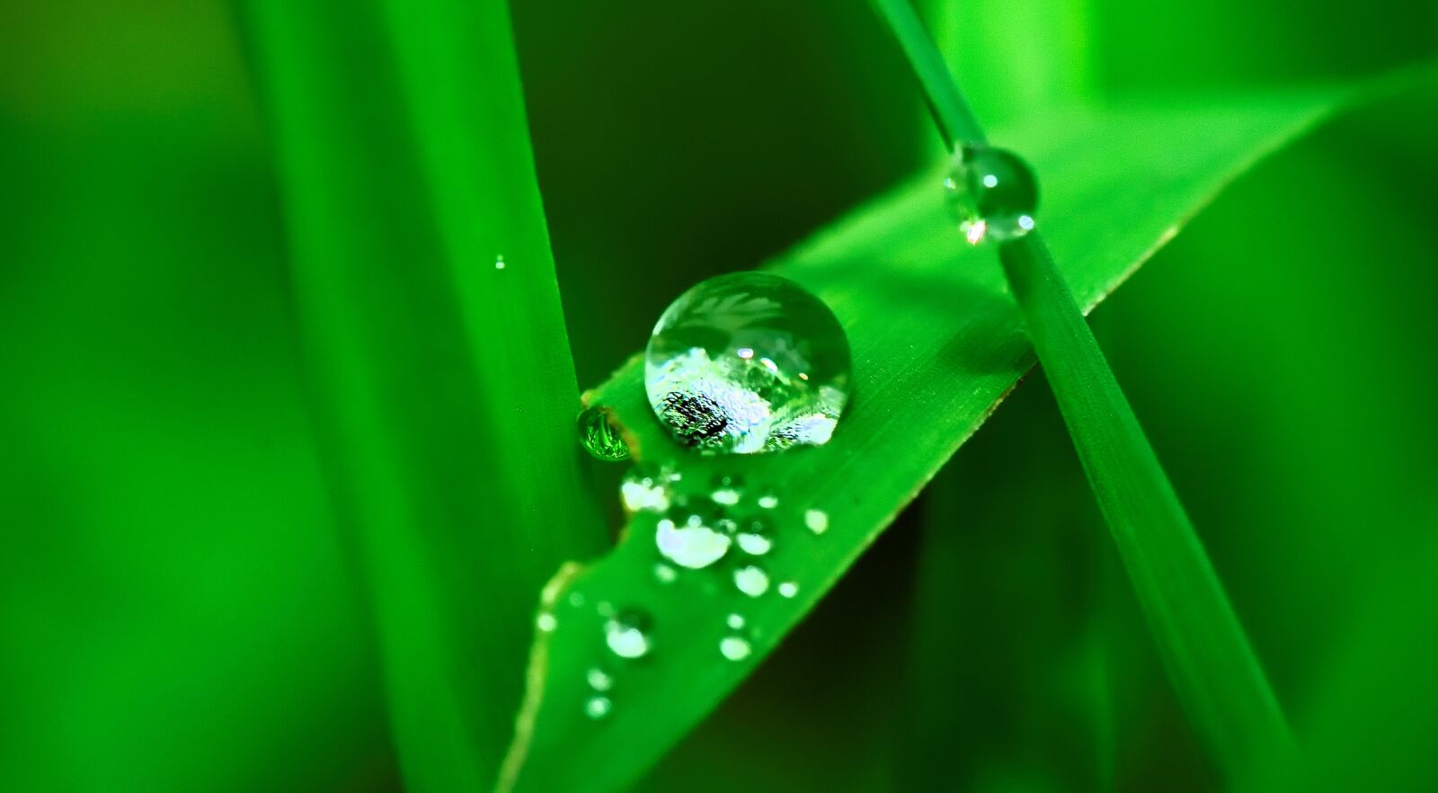 Nikon D5300 sample photo. Water, drop, grass photography