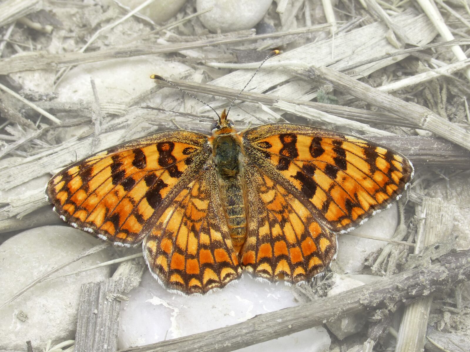 Panasonic DMC-FZ62 sample photo. Butterfly, maiden more, melitaea photography
