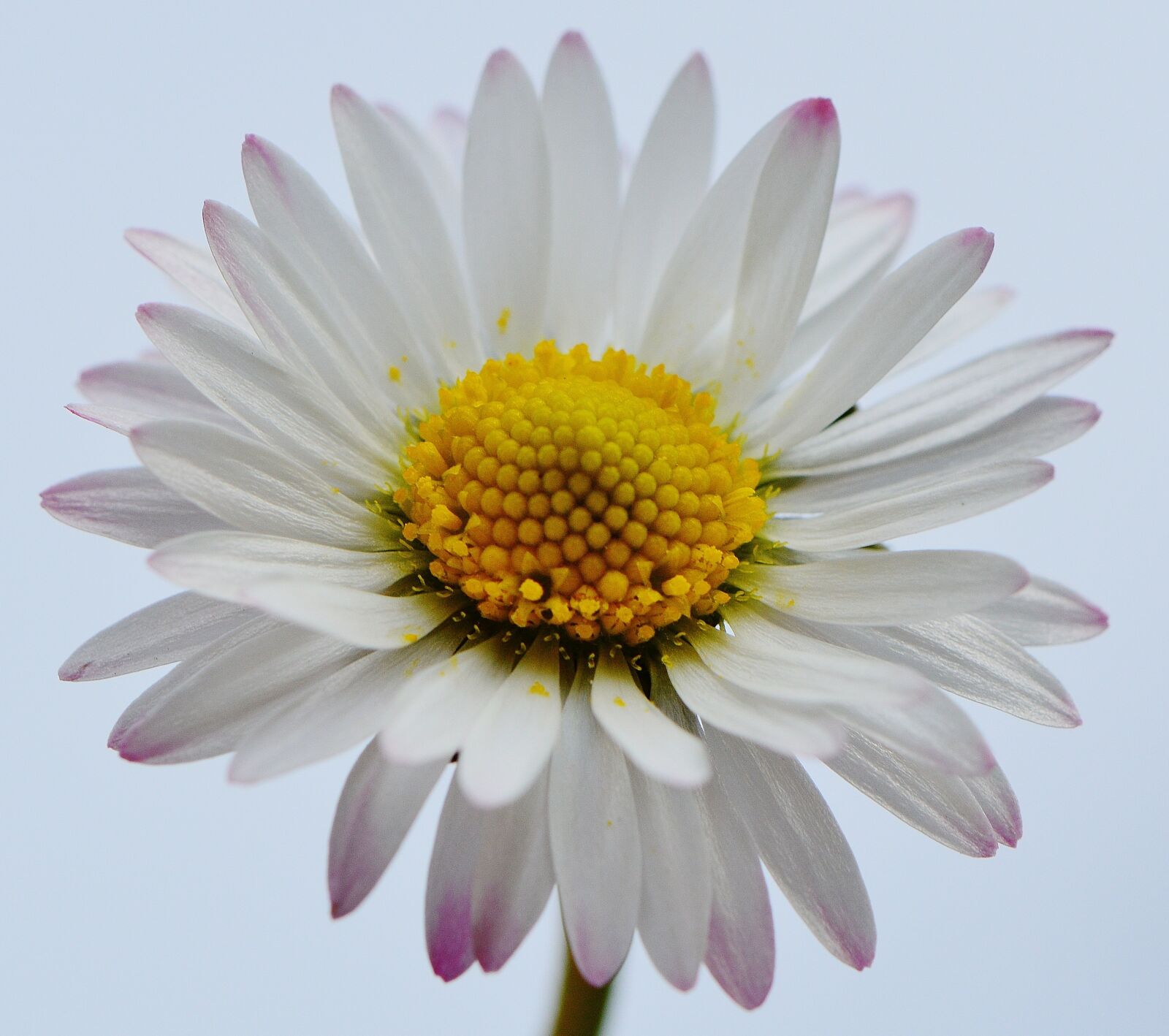 Nikon D3200 sample photo. Wildflowers, daisy, flowers photography