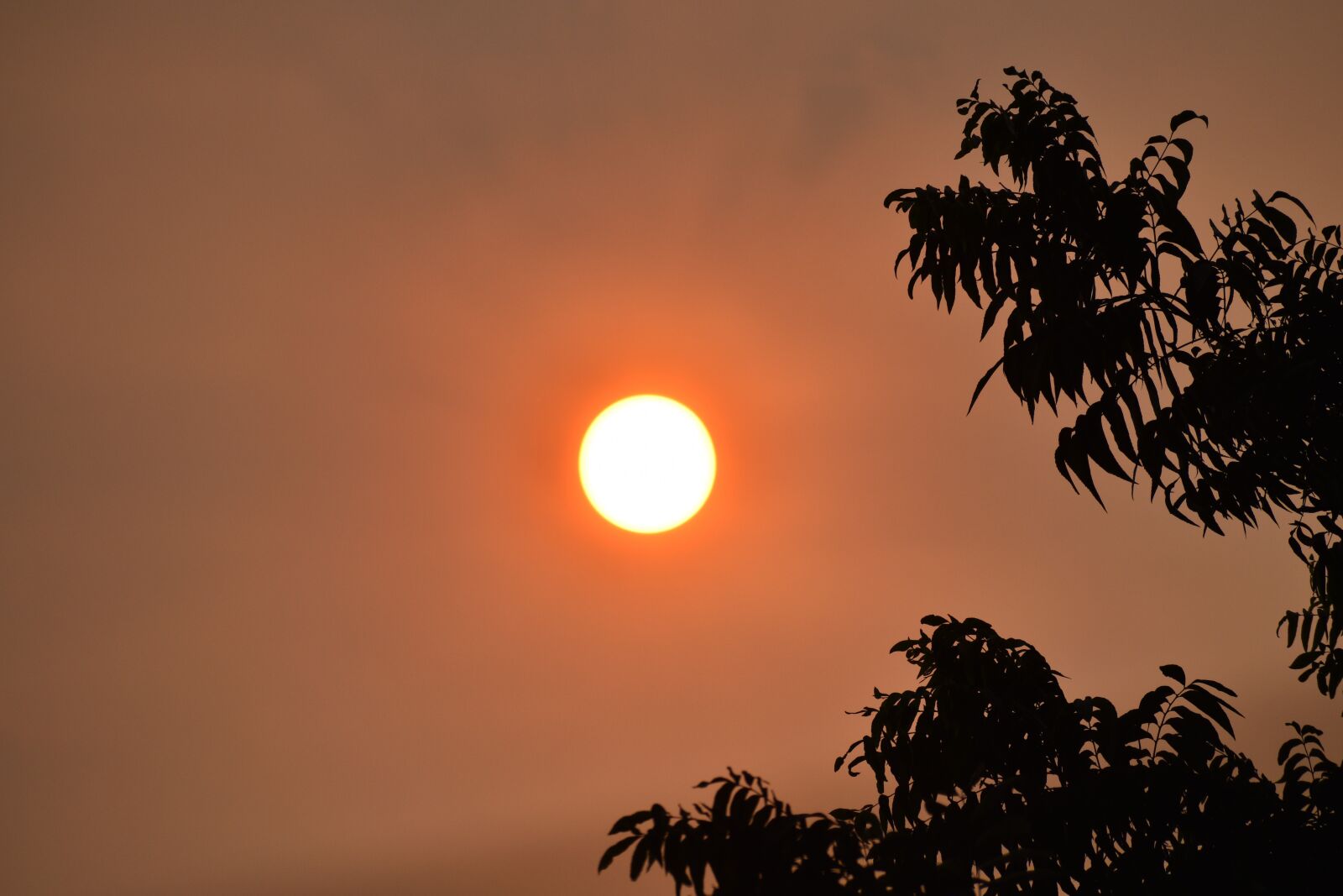 Nikon D3500 sample photo. Sun, heat wave, summer photography