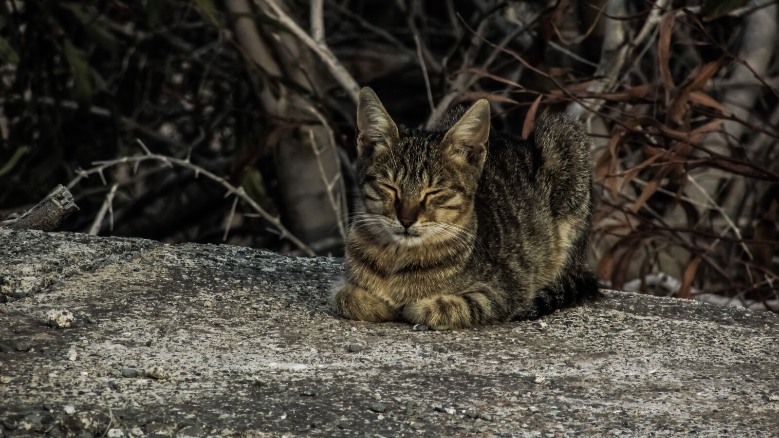 Canon PowerShot SX400 IS sample photo. Cat, resting, sleeping photography